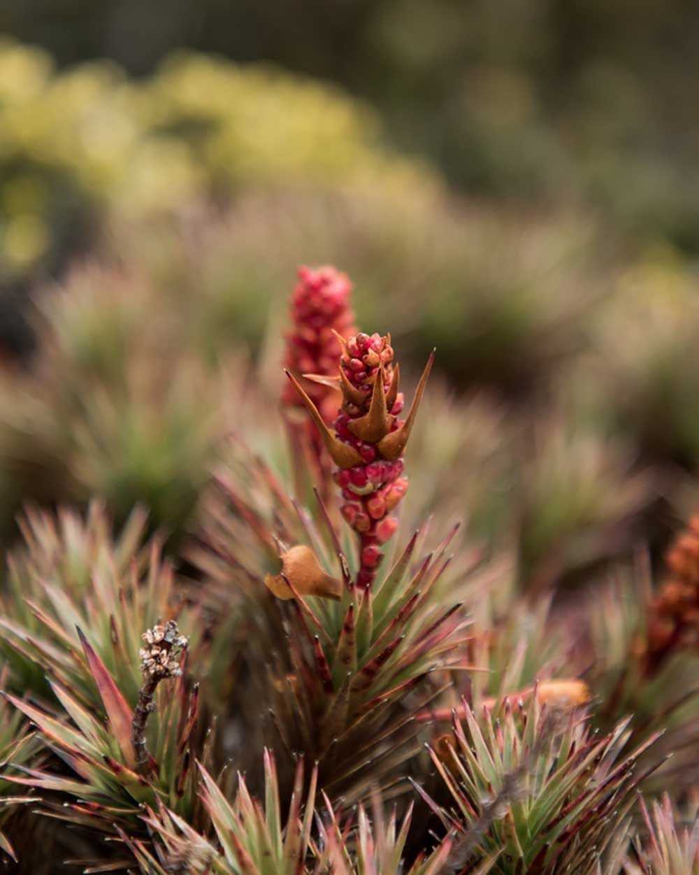 Flora Study, Hobart